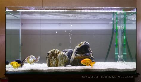 Setting Up A Goldfish Tank (Part 1) – The 8 most basic equipment – My Goldfish Is Alive!