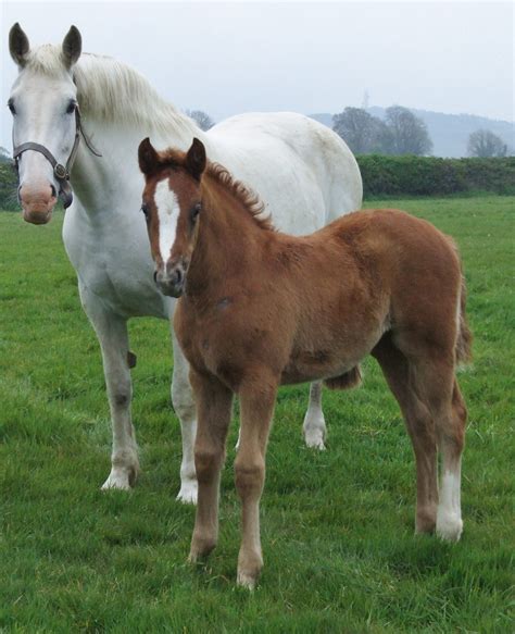 Irish Draught Horse Studbook - Horse Sport Ireland