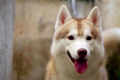 Siberian Husky portrait. Fluffy dog face. 8622809 Stock Photo at Vecteezy