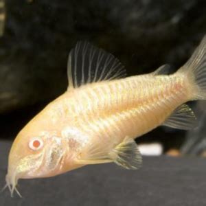 Albino Corydoras - Fish World Aquarium