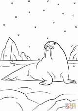 Cartoon Walrus coloring Page  Free Printable Coloring Pages sketch template