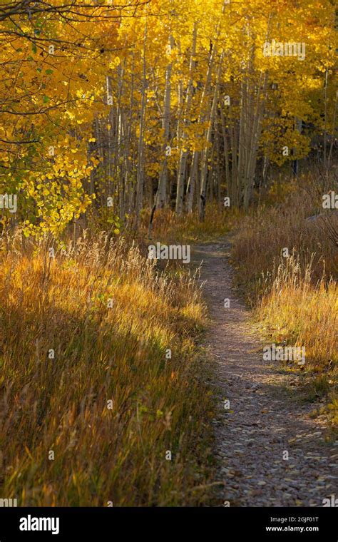 Quaking aspen fall leaf colors along the 10K Trail, Cibola National ...