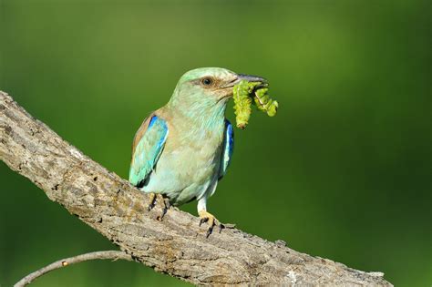 Birds of the Kruger National Park - photos of the big and small birds