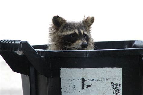 Raccoon In Trash Can Stock Photos, Pictures & Royalty-Free Images - iStock