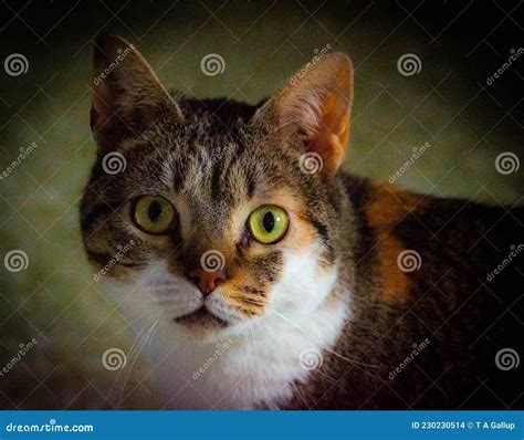 Calico Cat with Big Green Eyes Stares into the Camera Stock Photo ...