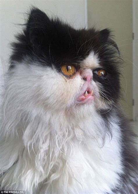 Ugly cats are posted on purrtacular website | Daily Mail Online