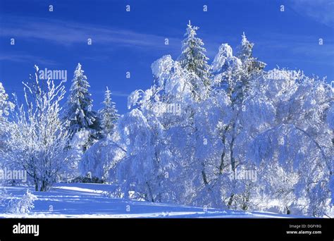 Trees in winter ardennes hi-res stock photography and images - Alamy