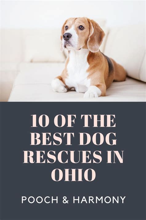 10 of the Best Dog Rescues in Ohio | Dogs, Best dogs, Foster dog