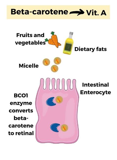 How Well Do You Convert Beta-Carotene to Vitamin A? | Genetic Lifehacks