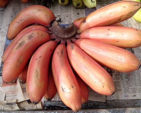 Extremely Health Benefits of Red Banana : Good for Weight Loss | Health ...