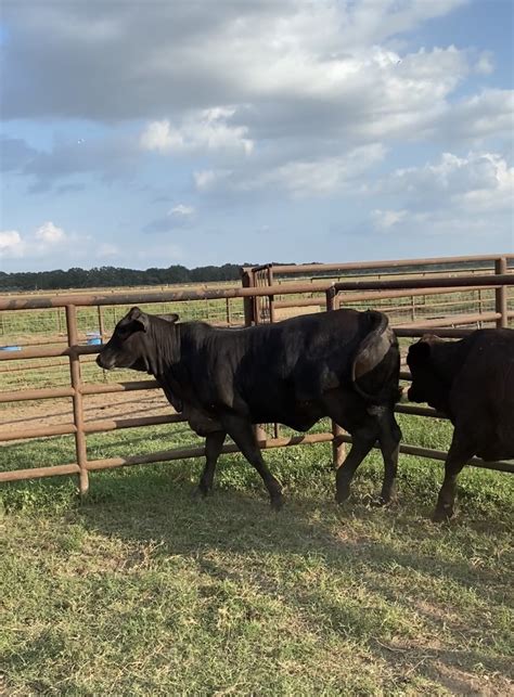 3 - True F1 Brangus Heifers - Texas