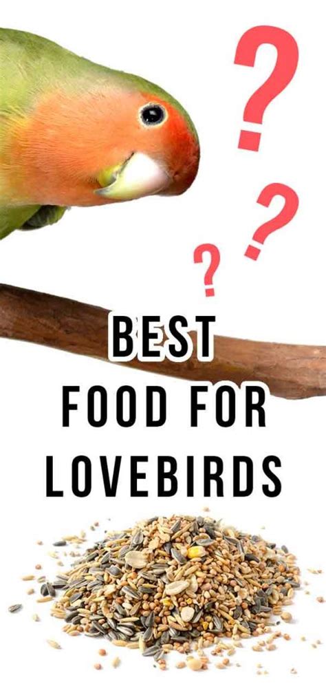 What Do Lovebirds Eat? - The Best Food For Lovebirds