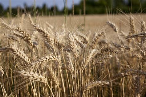 Wheat plant stock photo. Image of farmland, closeup, farm - 94797020