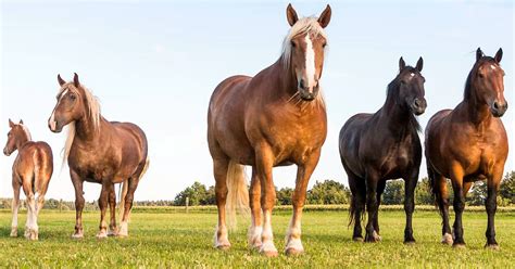 Horse breeds