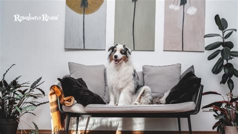 7 Best Couch Material For Dogs 2024 [Pet-Friendly Furniture]