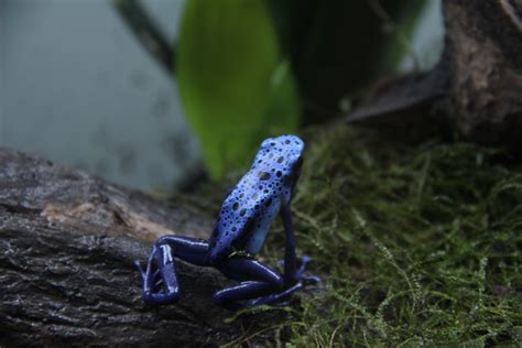 People laugh when I tell them I have pet frogs, but once they see them they're in awe! : r/pics