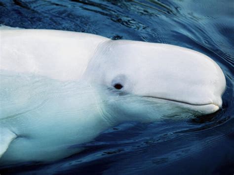 Beluga | Whales |Species | WWF