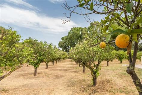 Can Lemon Trees Grow In Michigan? Tips For Planting