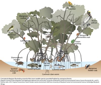 Mangrove forest wildlife Conceptual diagram illustrating several of the ...