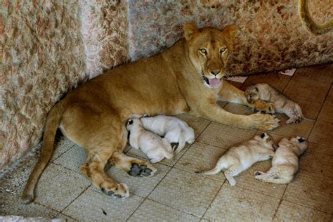 Lioness kept as pet gives birth to 5 cubs - CBS News