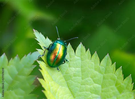 Mint Beetle. Small beetle, head, elytra shiny, shimmer in different colors. Top green body color ...