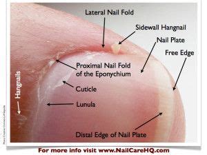 The Cuticle – Should You Clip, Push, or Scrape? | Nail care tips, Natural nail care, Hangnail ...