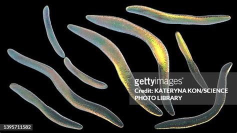 Fusobacterium Illustration High-Res Vector Graphic - Getty Images