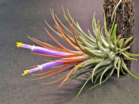 25 Great Air Plants To Grow Indoors | Growing plants indoors, Air plant garden, Air plants