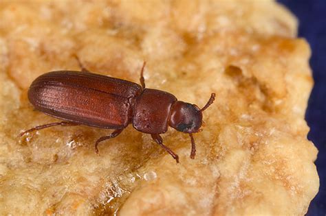 Rotbrauner Reismehlkäfer bekämpfen (Tribolium castaneum) - schnell und zuverlässig