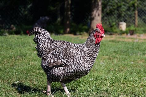 marans chicken | Chicken breeds, Maran chickens, Bantam chickens