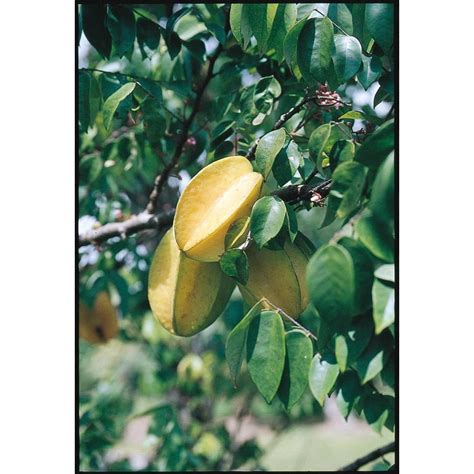 Averrhoa Carambola Tree (L7600) at Lowes.com