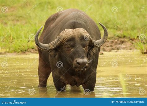 Big Water Bison Having a Swim in the River Stock Image - Image of water, large: 171785523