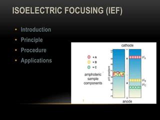 ISOELECTRIC FOCUSING PPT.pptx