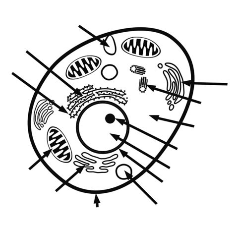 Animal Cell Diagram Printable