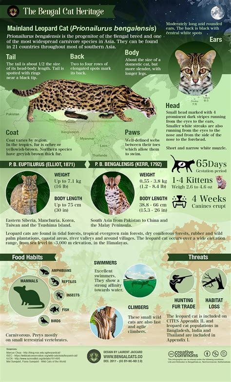 Asian Leopard Cat (Prionailurus bengalensis) | Asian leopard cat, Bengal cat, Leopard cat