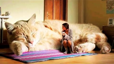 World's Biggest CAT-Big cats- liger ,LARGE CAT BREEDS-l-LIGER-SIBERIAN CAT,BENGAL CAT - YouTube