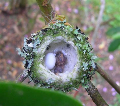 What Time Of Year Are Baby Hummingbirds Born - Baby Viewer