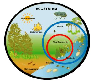 Ecosystems and Conservation