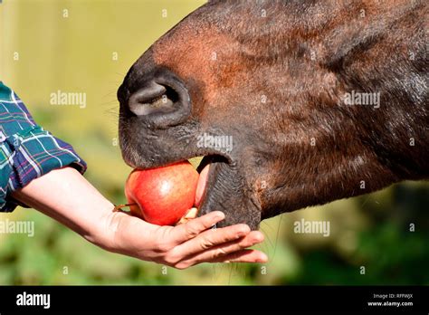 Domestic Horse eating apple Stock Photo - Alamy