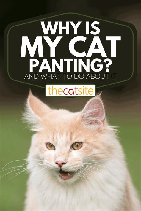 Why Is My Cat Panting? [And What To Do About It] - TheCatSite