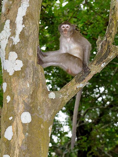 Long-tailed Macaque - Macaca fascicularis