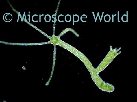 Microscope World Blog: Hydra