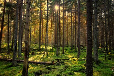 Tipus d'arbres: característiques per apendre a diferenciar-los