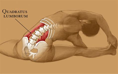 Don't Underestimate the Quadratus Lumborum