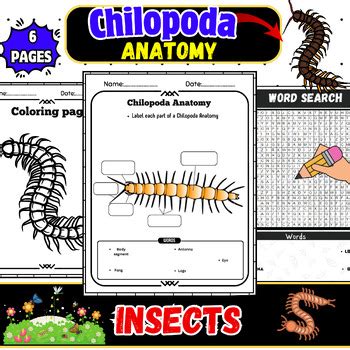 Leggy Predators: Chilopoda Anatomy-Word search-Labeling-Worksheet-Coloring pages