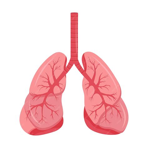 Premium Vector | Diagram of human lungs and trachea respiratory system ...