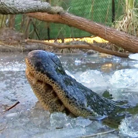 See 'Frozen' Alligators Breathing Through Ice to Survive | Alligator, Survival, Amphibians