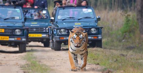 Kanha National Park - Tiger Safari Tours India