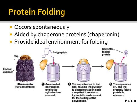 Protein structure