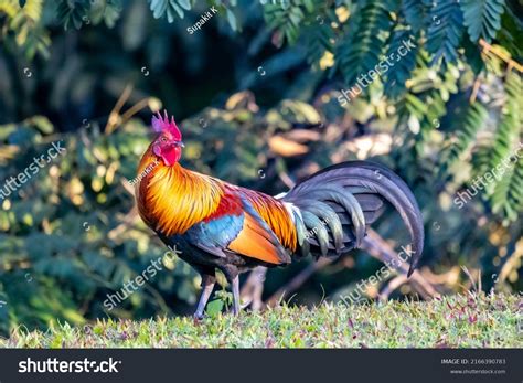 1,928 Rooster Red Jungle Fowl Images, Stock Photos & Vectors | Shutterstock